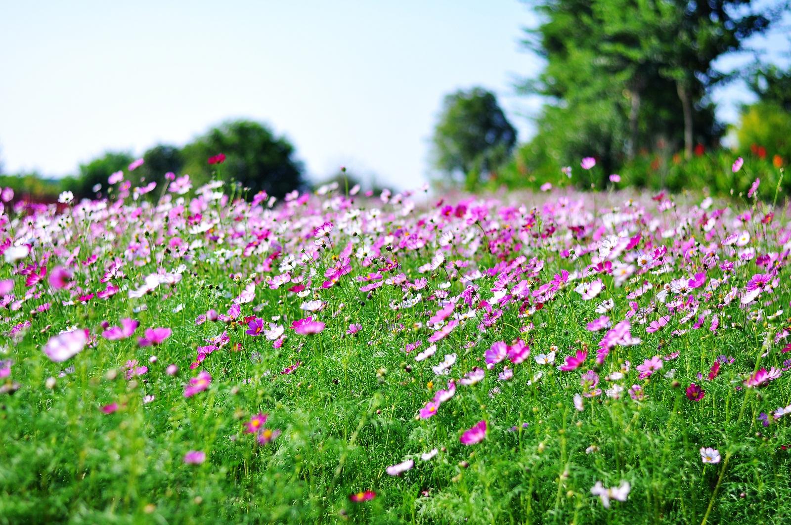 邊坡生態(tài)修復苗木