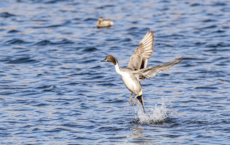 鳥兒用翅膀為城市副中心生態(tài)&ldquo;點贊&rdquo;